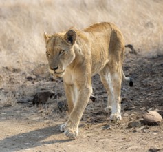 Lion (Panthera leo), adult female, walking through dry grass, African savannah, Kruger National