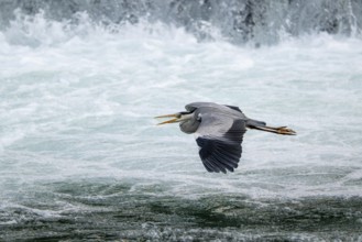 Grey heron (Ardea cinerea), flying in front of a waterfall, Bosnia and Herzegovina, Europe