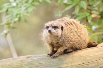 Meerkat (Suricata suricatta) sitting on an old tree trunk, Bavaria, Germany, Europe