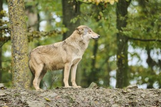 Eastern wolf (Canis lupus lycaon) standing on a little hill, Bavaria, Germany, Europe