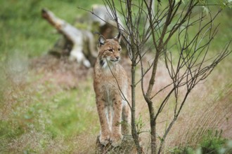 Close-up of a Eurasian lynx (Lynx lynx carpathicus) in the bavarian forest in summer