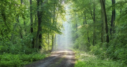 Hiking trail through light-flooded beech forest, sunbeams break through morning mist, Freyburg