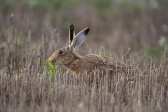 Brown hare (Lepus europaeus) adult animal feeding in a farmland stubble field in the summer,