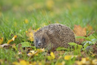 European hedgehog (Erinaceus europaeus) adult animal amongst fallen autumn leaves on a garden lawn,