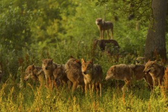 Wolf (Canis lupus), pack of wolves in forest at sunrise, summer, Germany, Europe