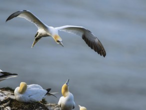 Northern Gannet, Morus bassanus, bird in flight over sea, Bempton Cliffs, North Yorkshire, England,