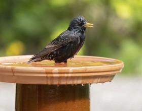 Common starling (Sturnus vulgaris) standing in the shallow water of a birdbath, Lower Saxony,