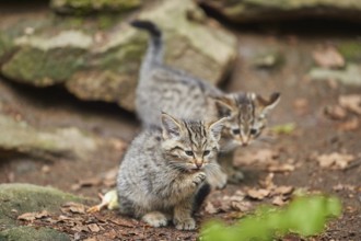 Close-up of European wildcat (Felis silvestris silvestris) kitten in spring in the bavarian forest