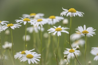 Ox-eye daisy (Leucanthemum vulgare), Emsland, Lower Saxony, Germany, Europe