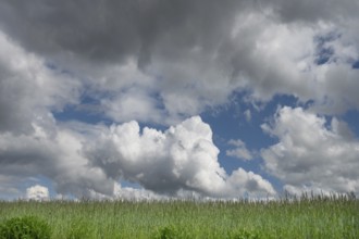 Meadow with cumulus clouds, Bavaria Germany