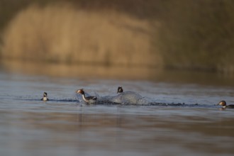 Great crested grebe (Podiceps cristatus) two adult male birds fighting on a lake as two female