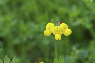 Bird's-foot Trefoil, Bird's-foot Trefoil (Lotus corniculatus), yellow flower in a meadow,