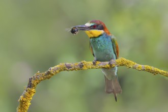 European bee-eater (Merops apiaster), adult bird with bumblebee in beak, wildlife, animals, birds,