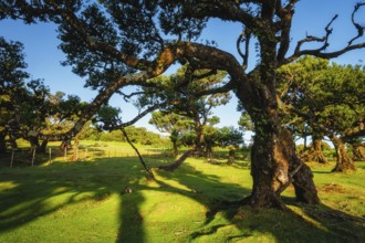 Centuries-old til trees in fantastic magical idyllic Fanal Laurisilva forest on sunset. Madeira