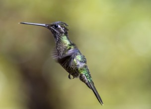 Violet-crowned Brilliant Hummingbird (Eugenes fulgens syn. Eugenes spectabilis) in flight, Los
