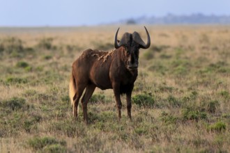 White-tailed wildebeest (Connochaetes gnou), adult, alert, Mountain Zebra National Park, Eastern