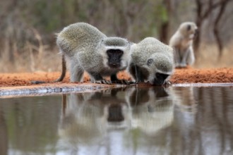 Vervet Monkey (Chlorocebus pygerythrus), adult, two animals, drinking, at the water, Kruger