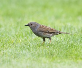 Dunnock (Prunella modularis) adult bird foraging on a lawn, Lower Saxony, Germany, Europe