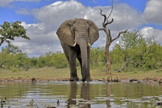 African elephant (Loxodonta africana), bull, male, at the water, Kruger National Park, Kruger