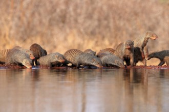 Zebra mongoose (Mungos mungo), adult, group, at the water, drinking, Kruger National Park, Kruger