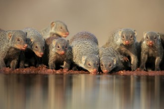Zebra mongoose (Mungos mungo), adult, group, at the water, drinking, Kruger National Park, Kruger