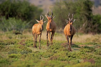 Red hartebeest (Alcelaphus buselaphus caama), kaama, adult, group, foraging, feeding, alert,