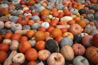 Various ornamental pumpkins, pumpkins, Ludwigsburg, Baden-Württemberg, Germany, Europe