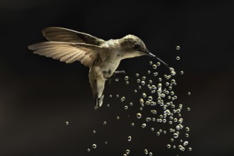 Anna's hummingbird (calypte anna) enjoying the water fountain drops
