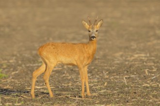 European roe deer (Capreolus capreolus), roebuck standing in a field after the rutting season,