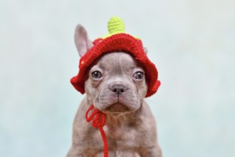 Cute young Lilac Brindle French Bulldog dog puppy with knitted strawberry hat