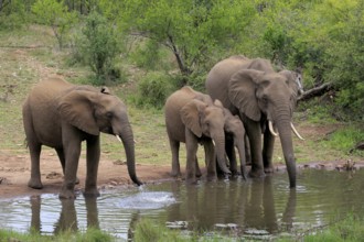 African elephant (Loxodonta africana), adult, juvenile, group, group with juveniles, at the water,