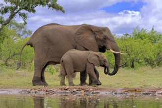 African elephant (Loxodonta africana), juvenile, mother, adult, female, mother with juvenile, at