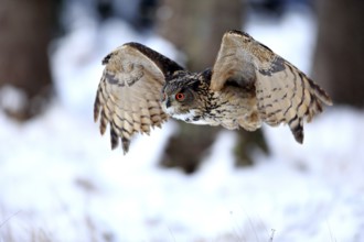 Eurasian Eagle-owl (Bubo bubo), adult flying in winter, in the snow, Zdarske Vrchy,