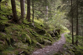 Taser Höhenweg, forest, Scena, Scena, South Tyrol, Autonomous Province of Bolzano, Italy, Europe