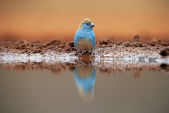 Blue waxbill (Uraeginthus angolensis), Angola butterfly finch, adult, at the water, Kruger National