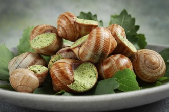 Grape snails, stuffed in burgundy, french cuisine
