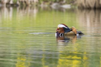 A colourful mandarin duck (Aix galericulata) swims calmly on the water with reflections, Hesse,