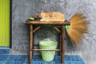 Cat sleeping on a table, pet, domestic cat, animal, sleeping, rest, resting, lazy, lazy, serenity,