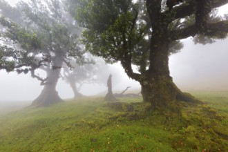Mystische Szenerie mit grünen moosbedeckten Bäumen im dichten Nebel, der eine friedliche Atmosphäre