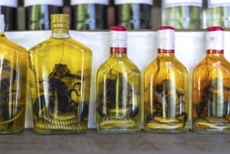 Choum, rice liquor, rice wine with pickled scorpions and snakes for sale, Laos, Asia