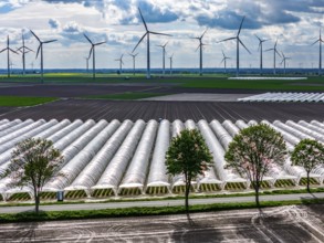 Agriculture, large areas with foil tunnel, for the cultivation of strawberries, freshly cultivated