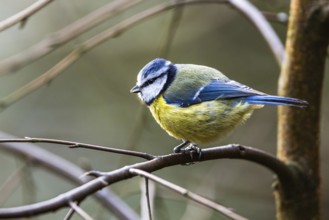 Blue Tit, Cyanistes Caeruleus, bird in forest