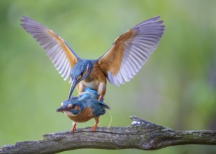 Kingfisher (Alcedo atthis) female on branch, male in flight, pair, mating, courtship, interaction,