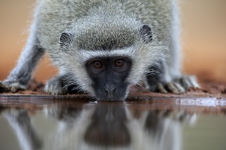 Vervet Monkey (Chlorocebus pygerythrus), adult, drinking, portrait, at the water, Kruger National