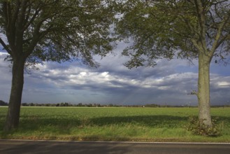 Rural landscape with trees, a field and a road. Cloudy sky, peaceful atmosphere, Willich, Germany,