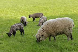 Sheep and lambs on pasture, Shottery, Stratford-upon-Avon, Warwickshire, England, Great Britain