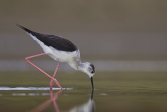 Black-winged Stilt (Himantopus himantopus) female foraging, North Rhine-Westphalia, Germany, Europe