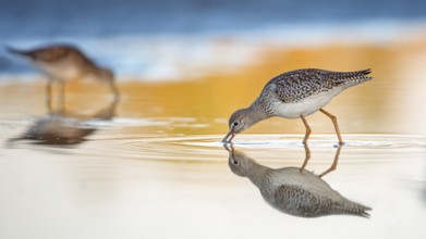 Common Redshank (Tringa totanus) juvenile foraging, Lake Neusiedl, Austria, Europe