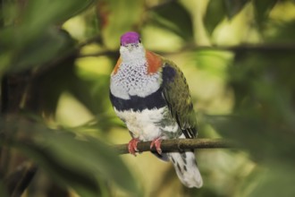 Superb fruit dove (Ptilinopus superbus), male, captive, occurring in Asia and Australia