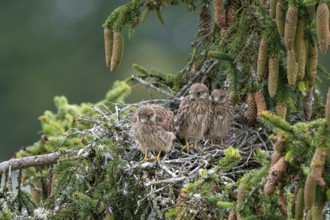 Common kestrel (Falco tinnunculus), young birds not yet ready to fly in the nest,